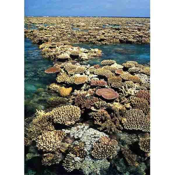 The Great Barrier Reef, Australia 